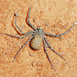 Hexophthalma hahni